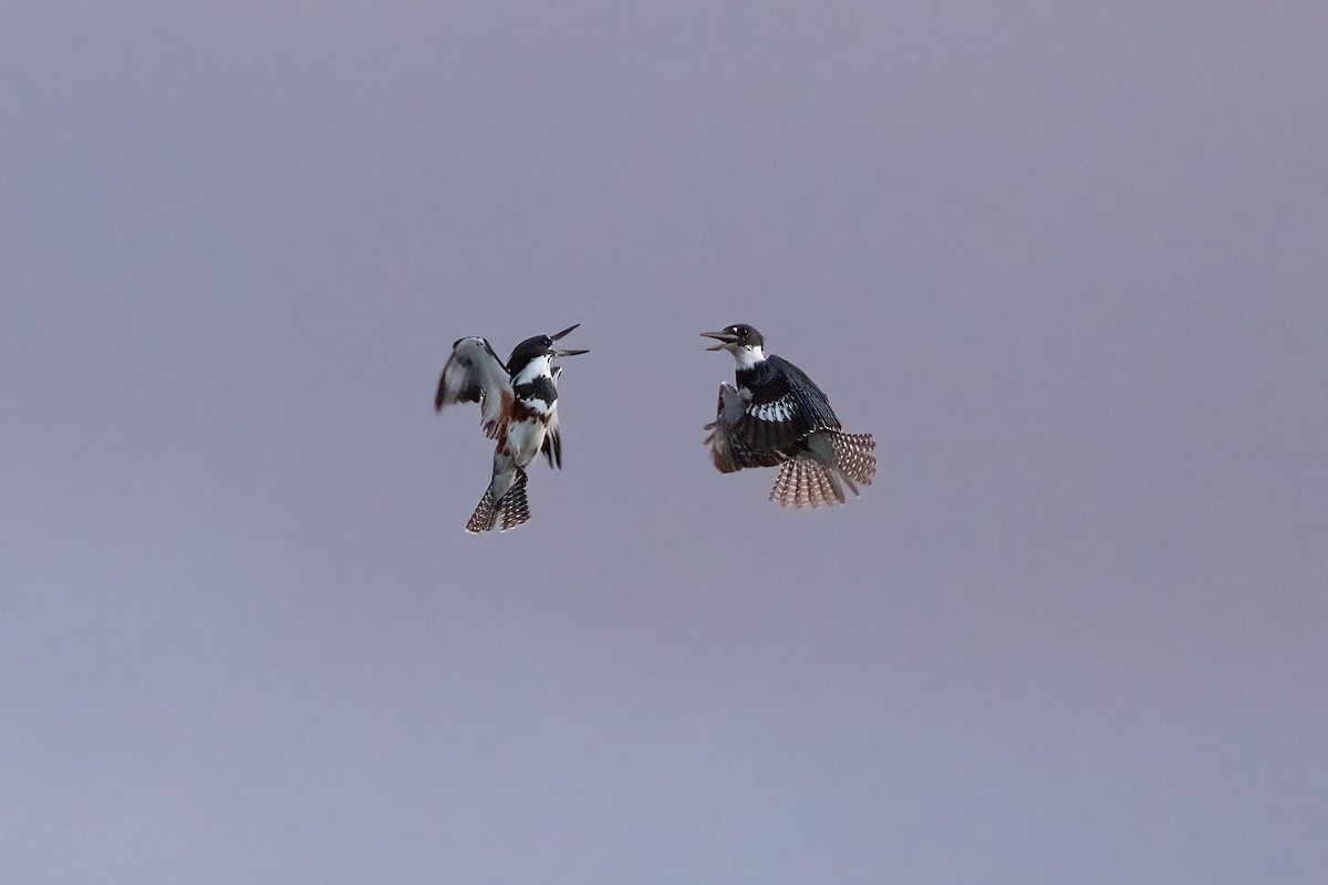 Belted Kingfisher - ML537904421
