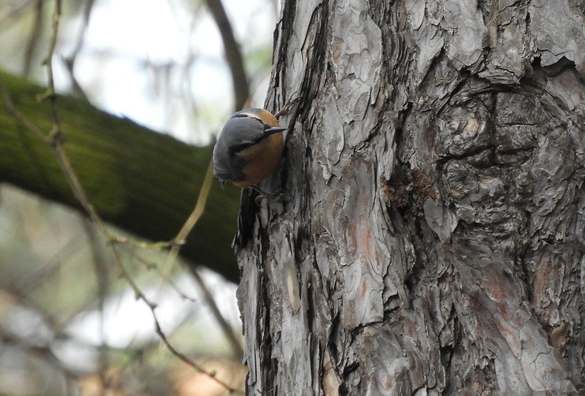 Eurasian Nuthatch - ML537905081