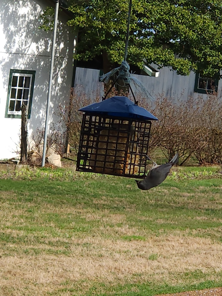 Tufted Titmouse - ML537905211