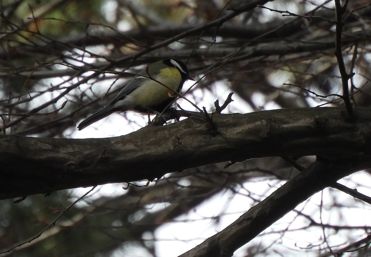 Great Tit - ML537905221