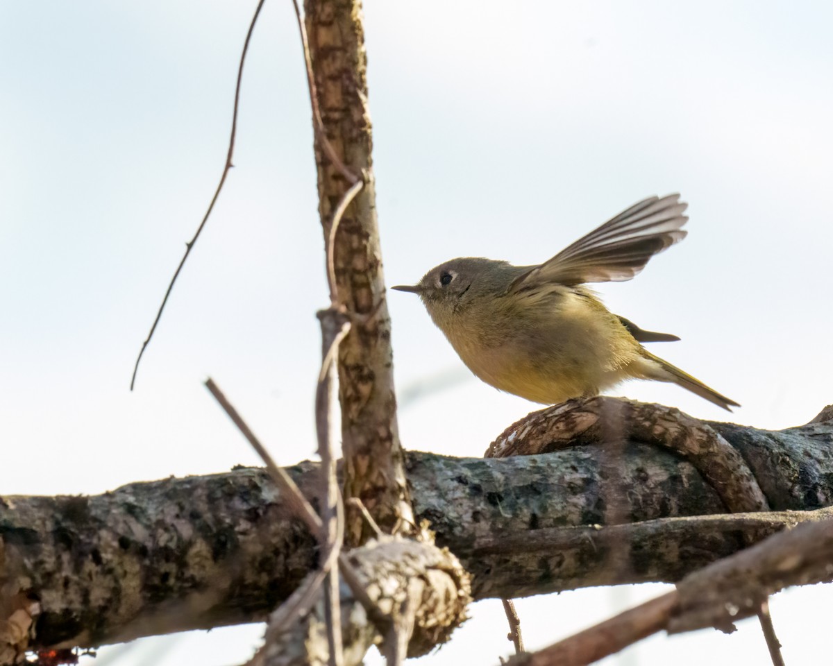 Ruby-crowned Kinglet - ML537905951