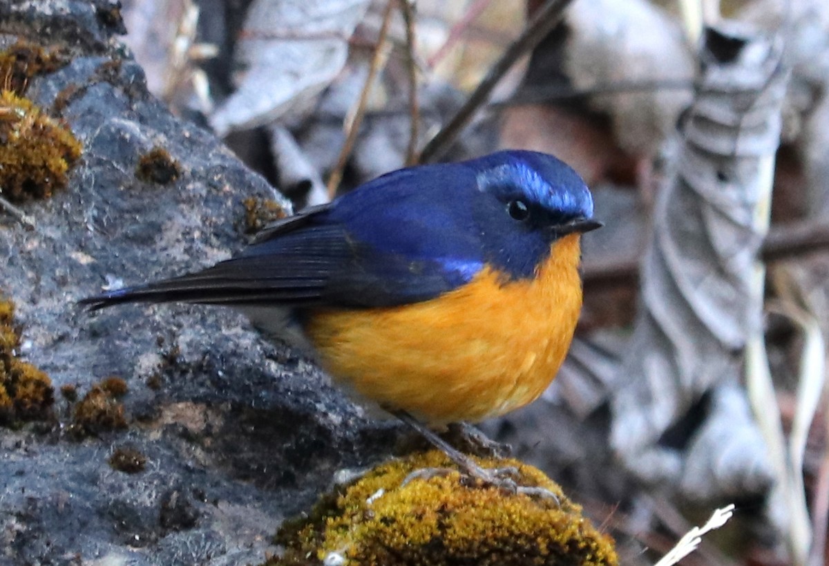 Robin à ventre roux - ML537906651