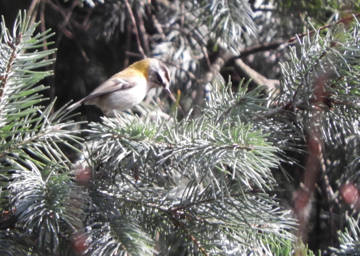 Common Firecrest - ML537906681