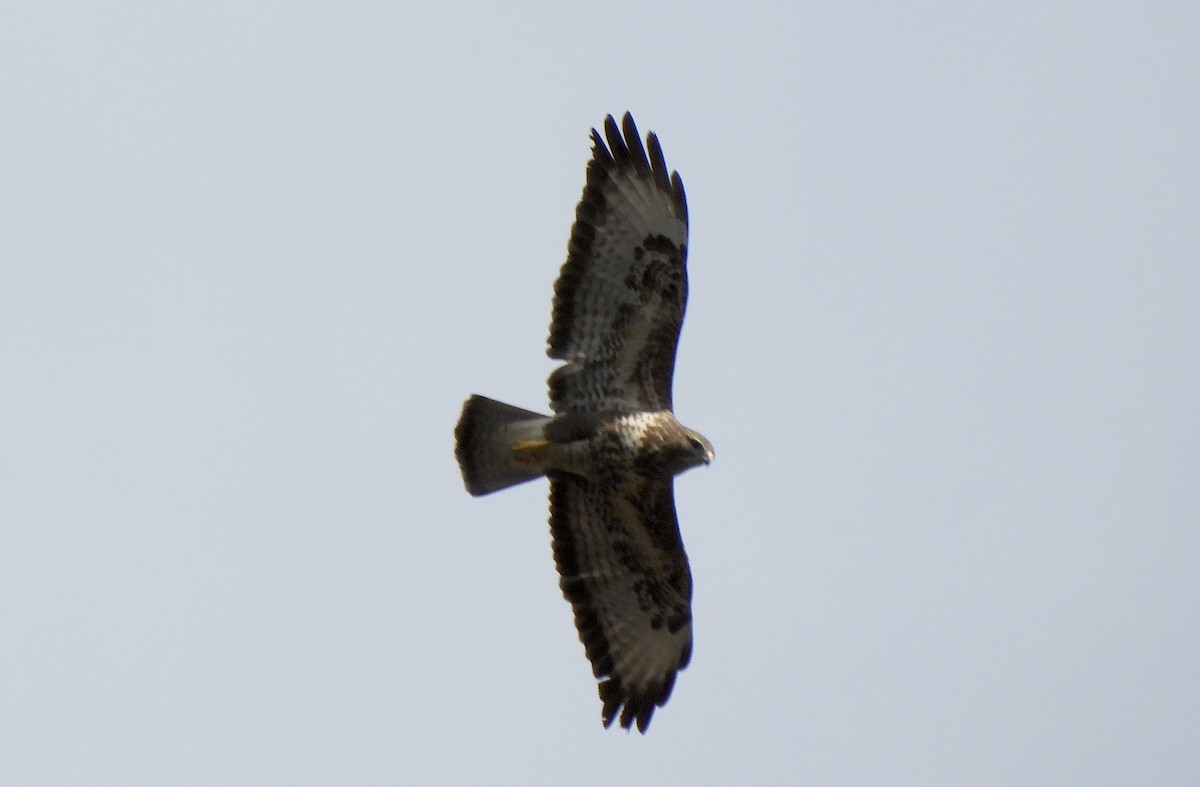 Common Buzzard - ML537907041