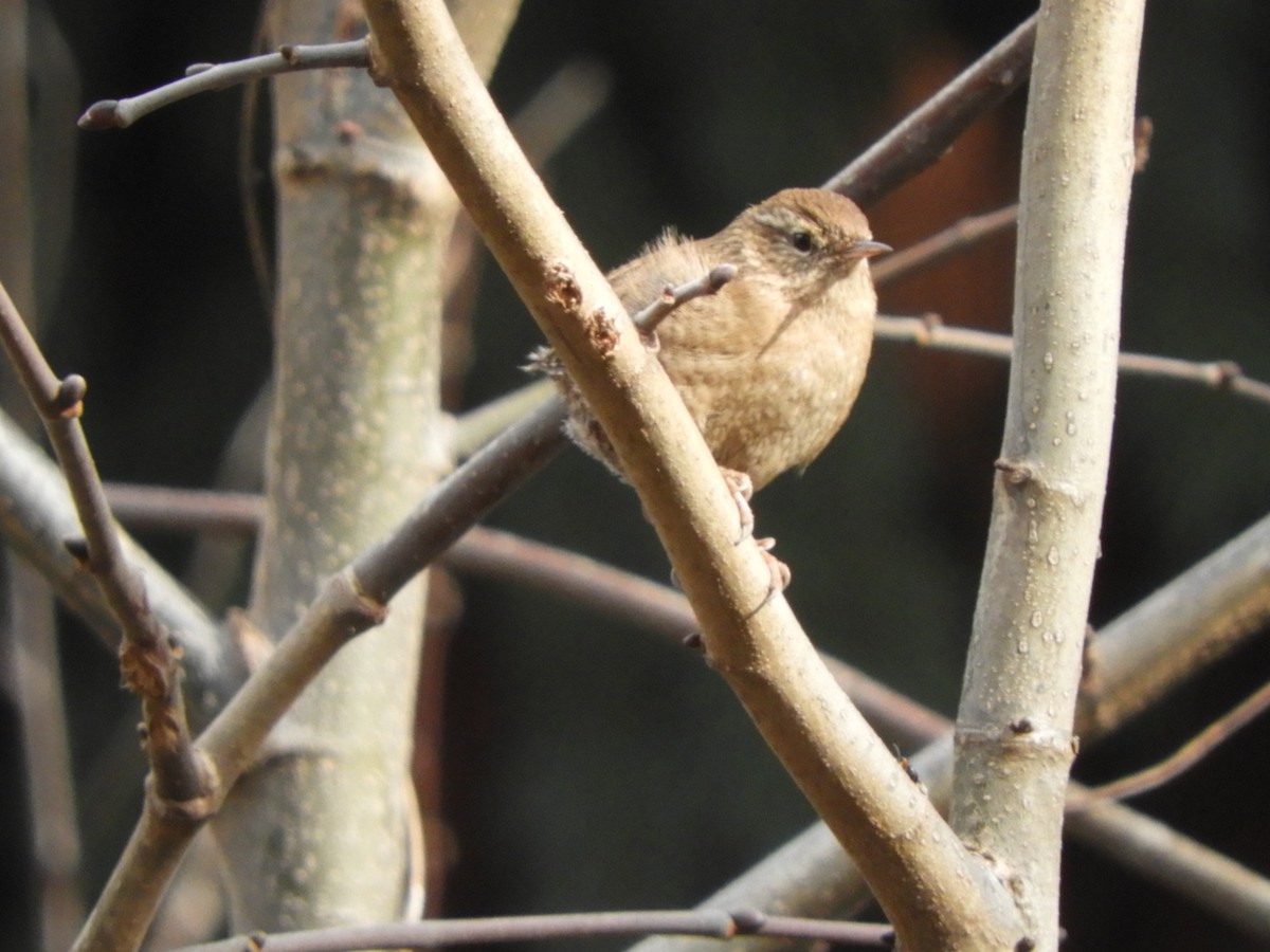 Eurasian Wren - ML537907811