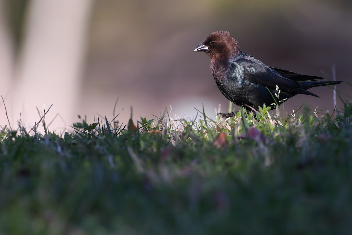 Brown-headed Cowbird - ML537909611