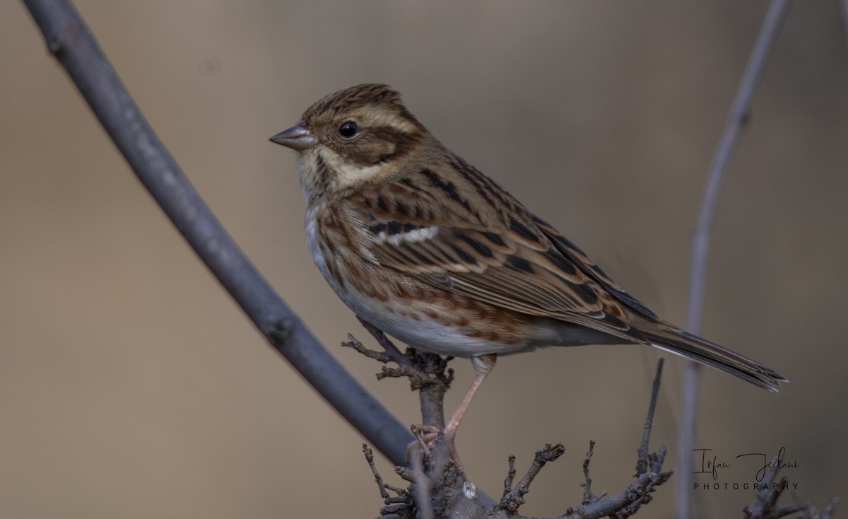 Rustic Bunting - ML537909631