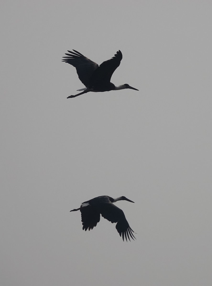 Asian Woolly-necked Stork - ML537909741