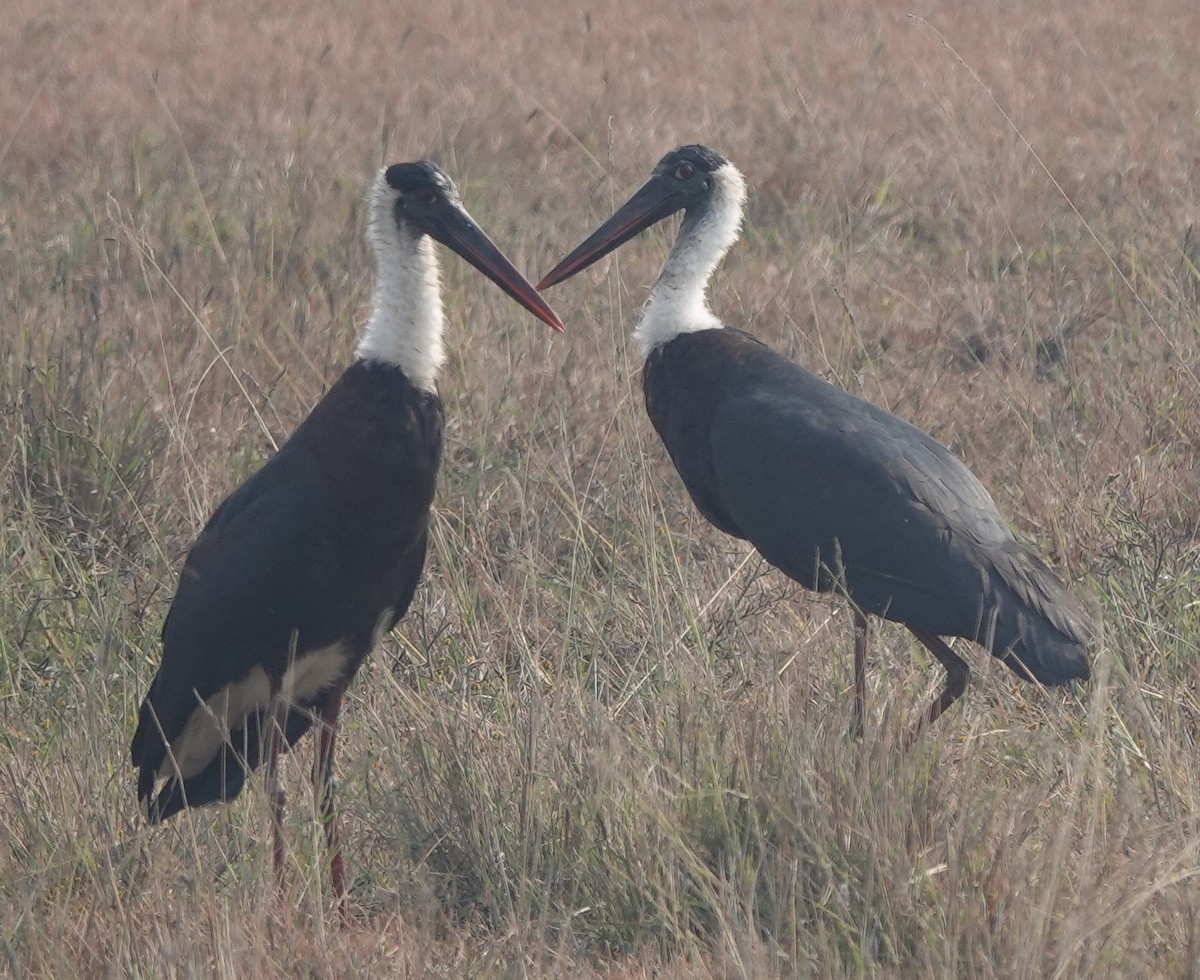 Asian Woolly-necked Stork - ML537909751