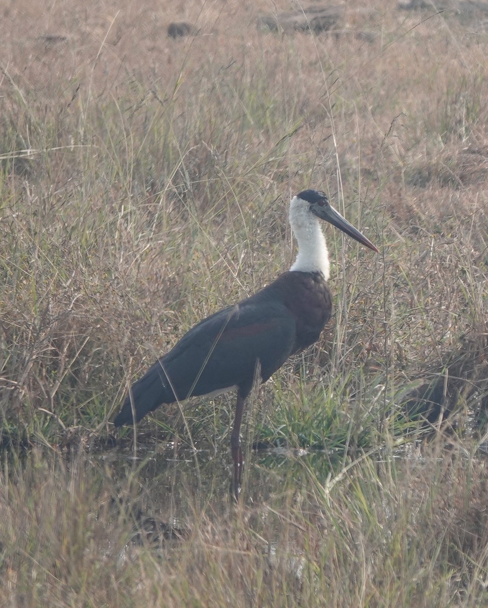 Asian Woolly-necked Stork - ML537909771