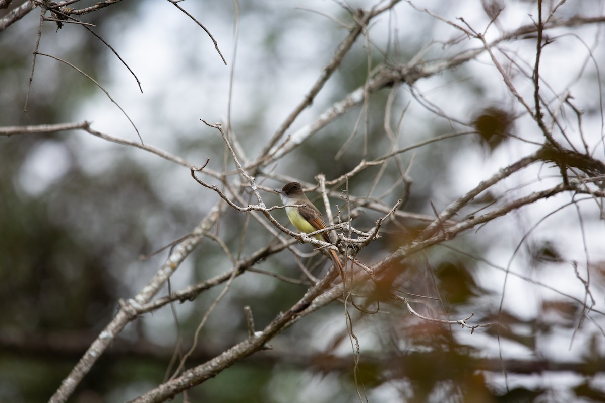 Dusky-capped Flycatcher - Jason Elwart