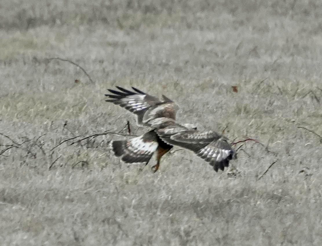 Rough-legged Hawk - ML537911761