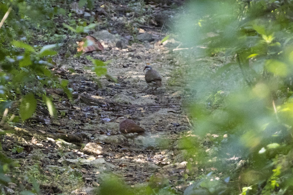 Key West Quail-Dove - ML537912161