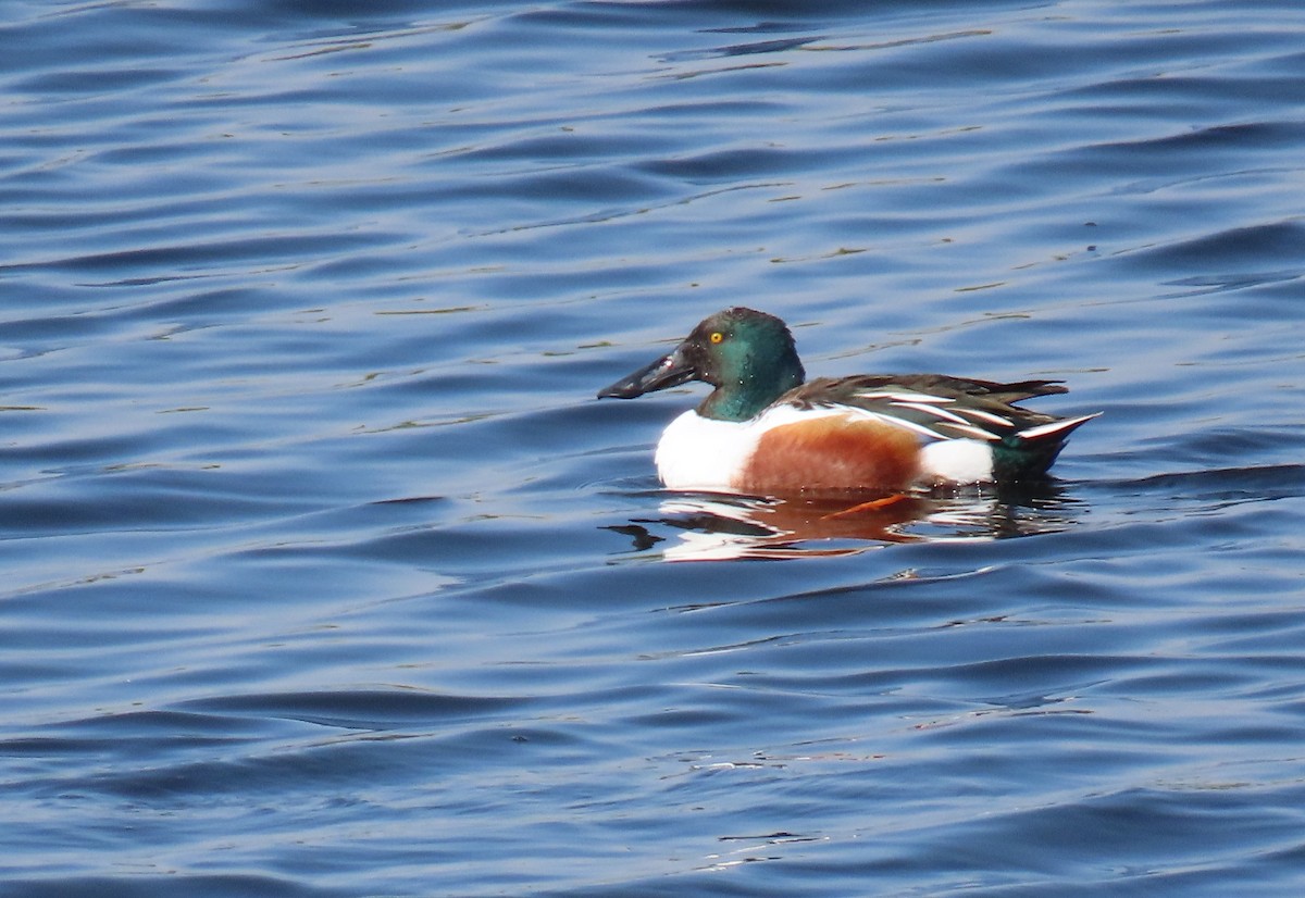 Northern Shoveler - הלל נחמן