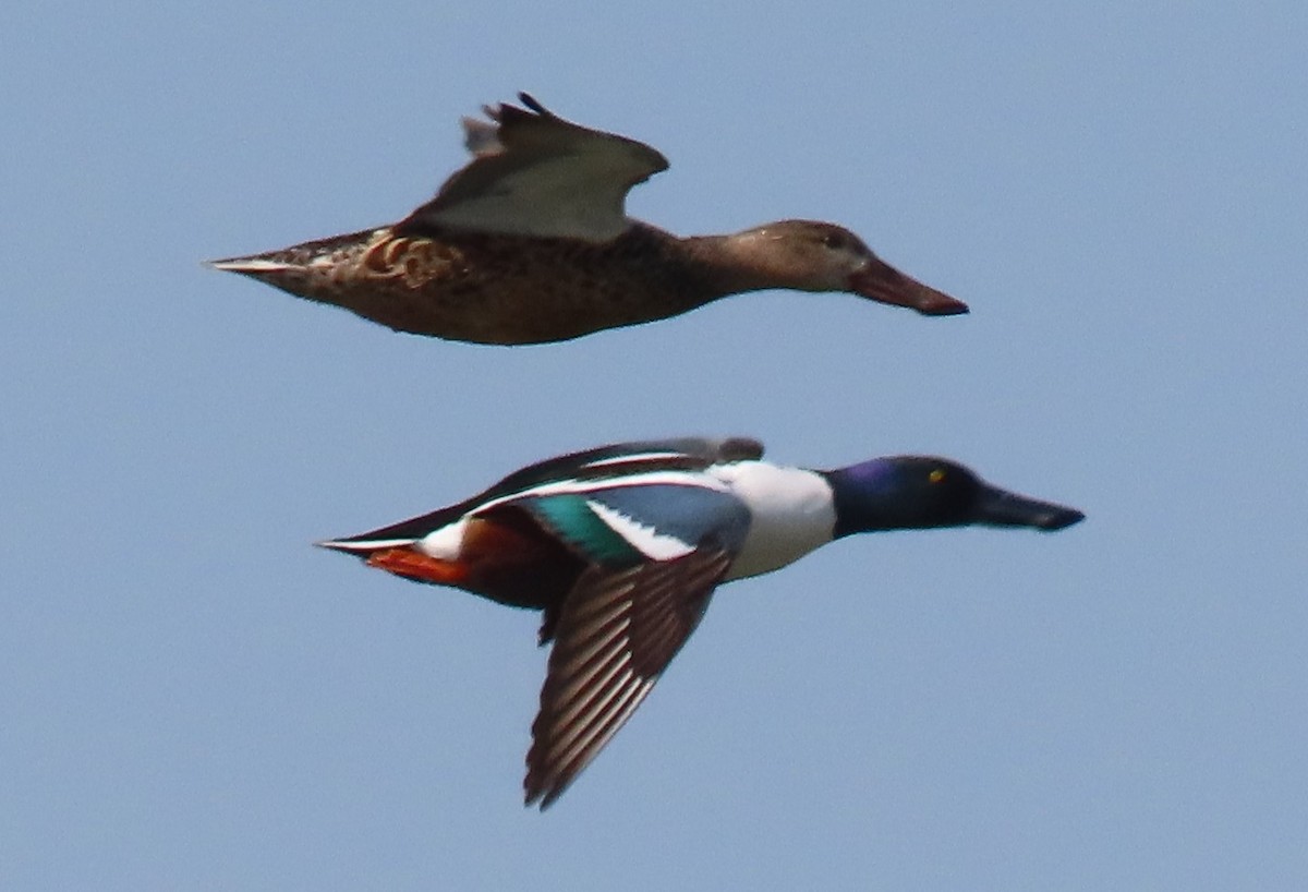 Northern Shoveler - הלל נחמן