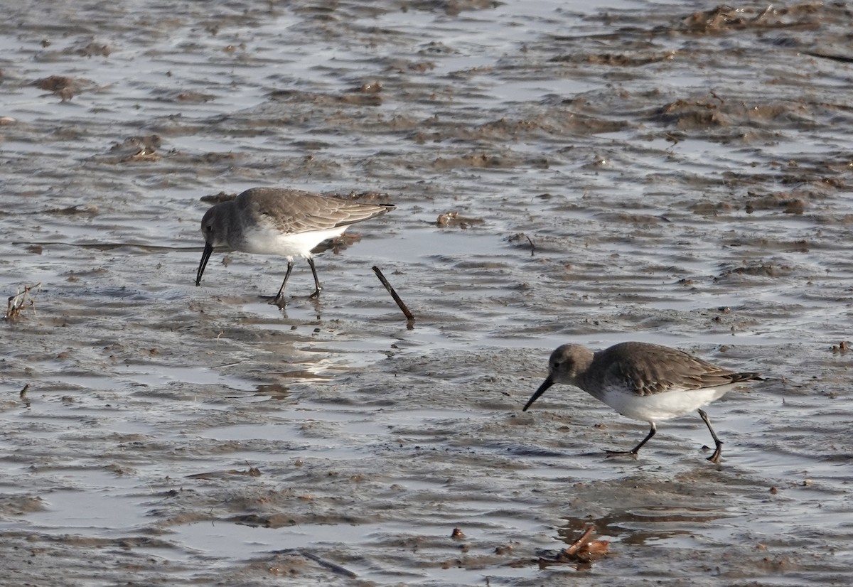 Dunlin - Richard Carlson