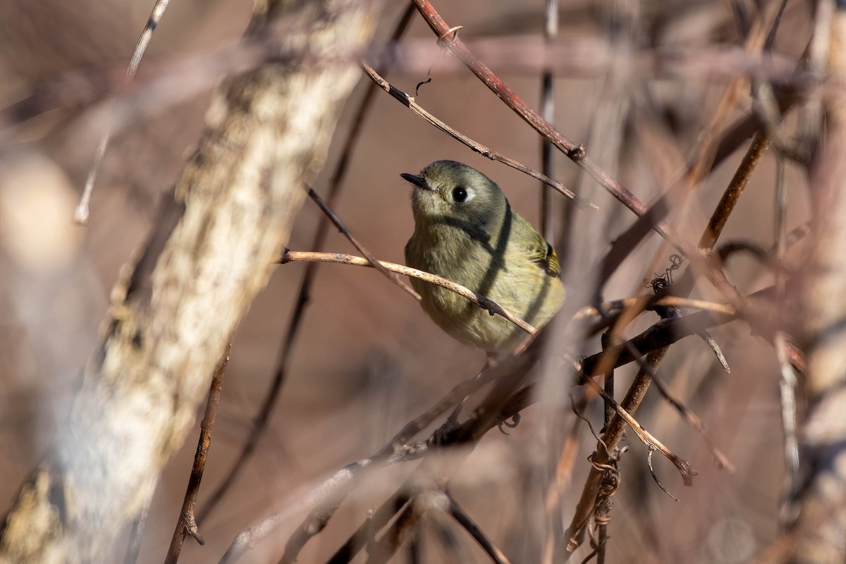 Ruby-crowned Kinglet - ML537912671