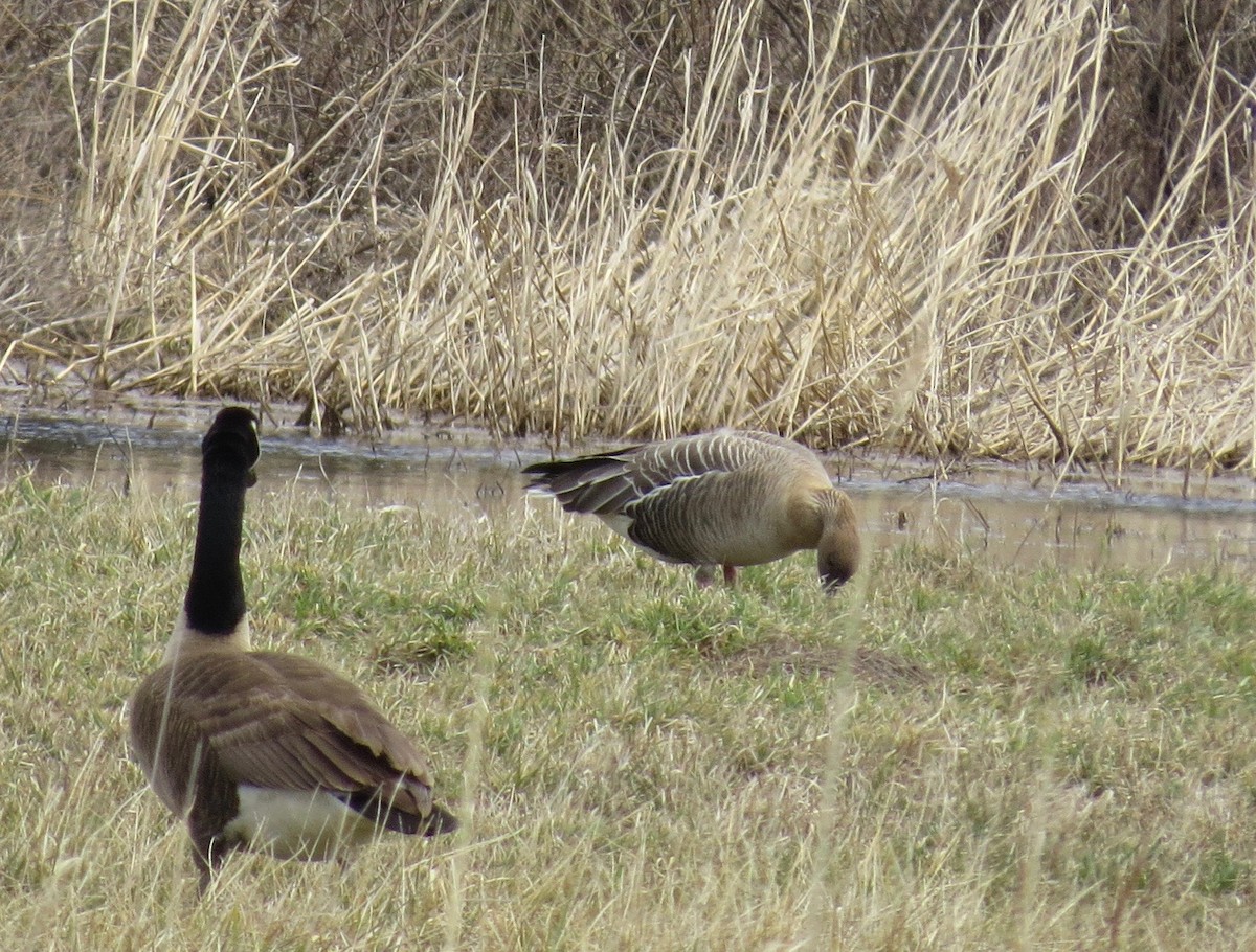 Pink-footed Goose - ML53791311