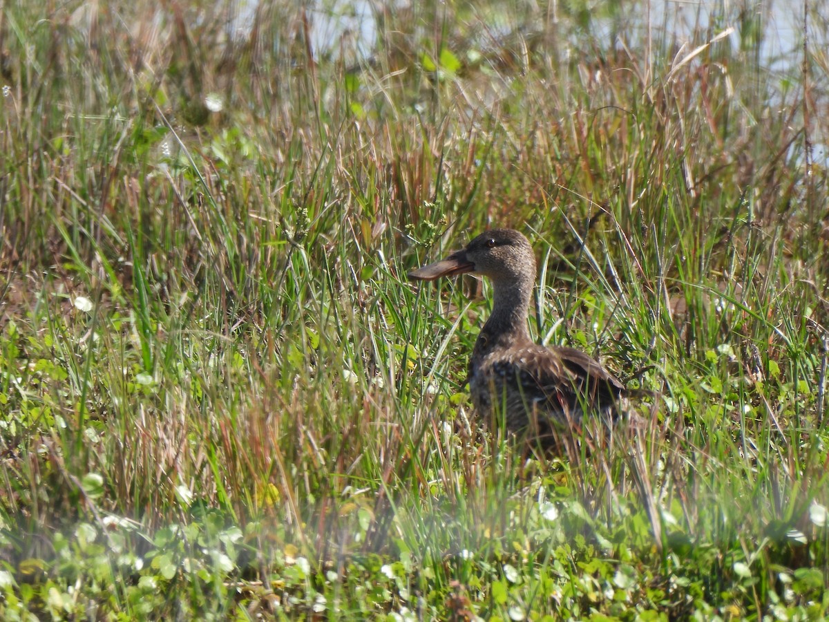 Northern Shoveler - ML537913191