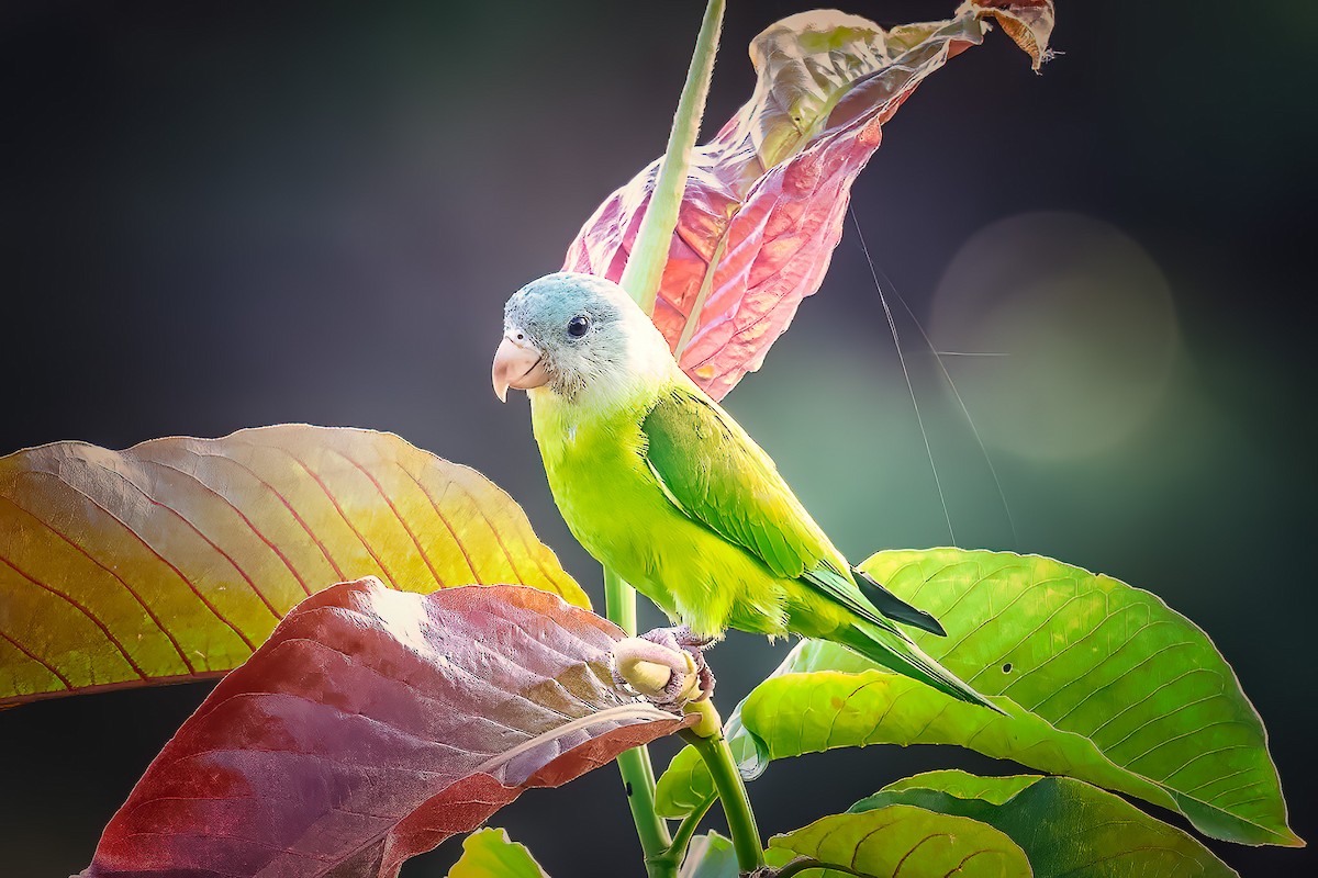 Gray-cheeked Parakeet - Pancho Enriquez