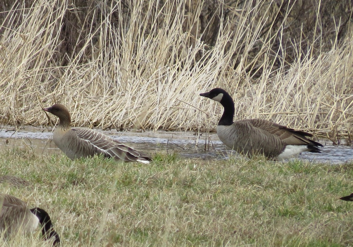 Pink-footed Goose - ML53791431