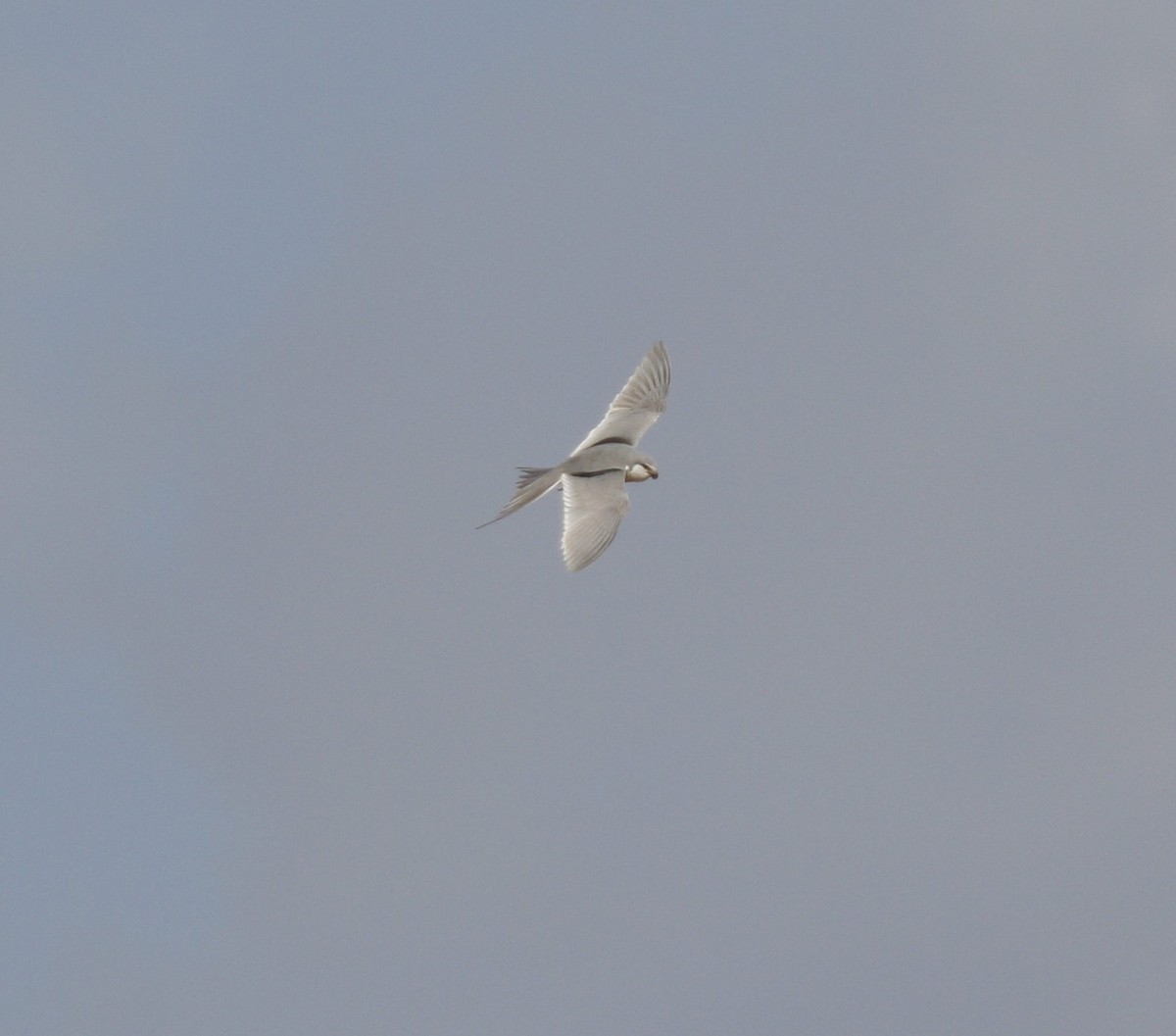 Scissor-tailed Kite - ML537914361