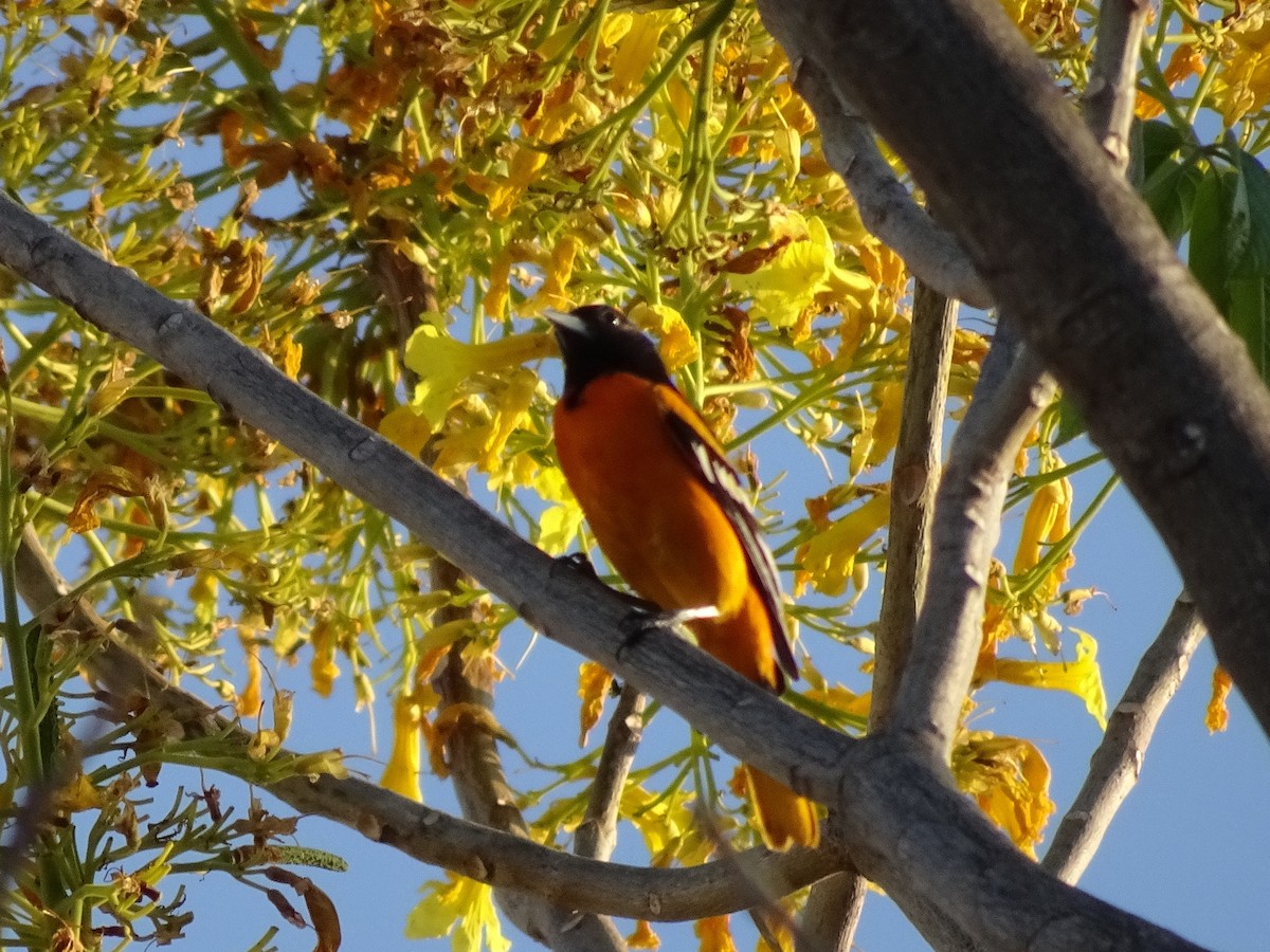 Oriole de Baltimore - ML537917201