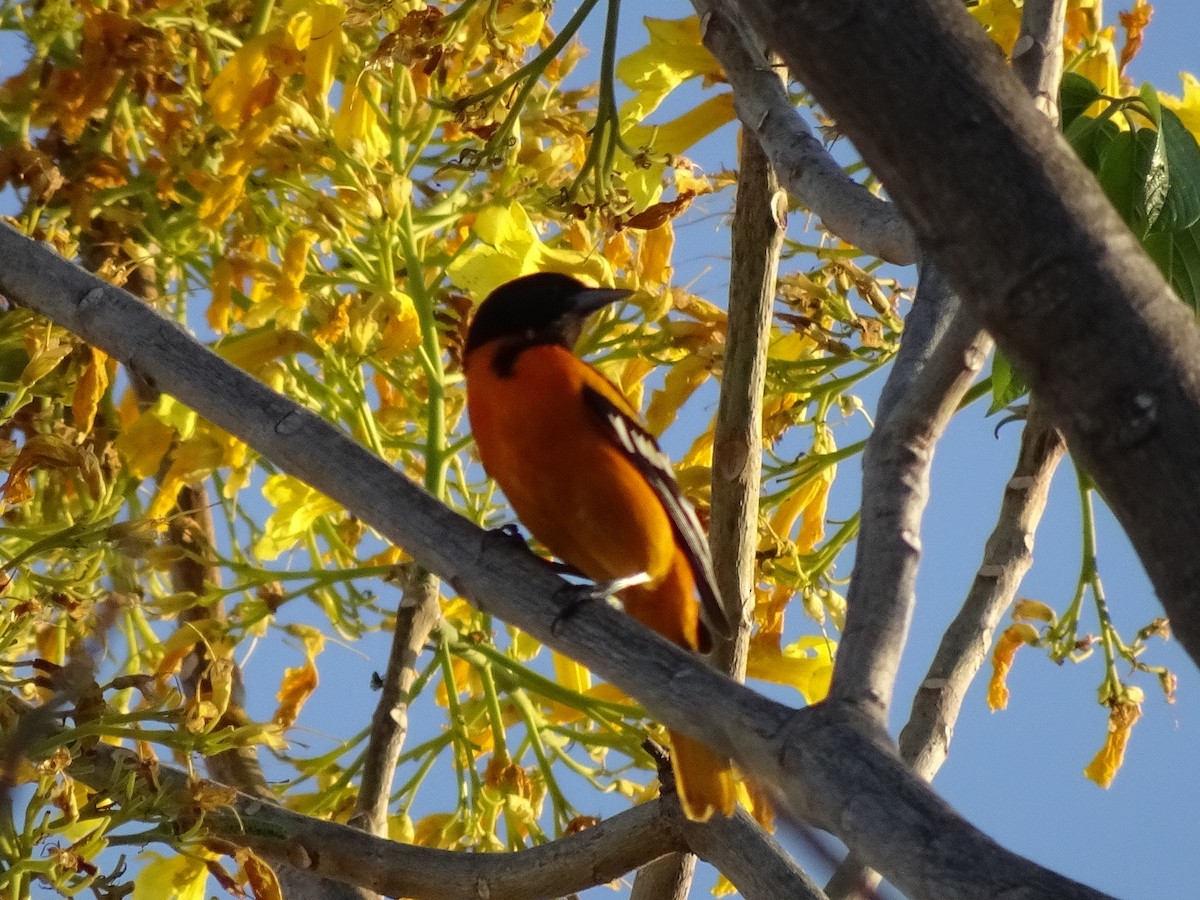 פזאי צפוני - ML537917211