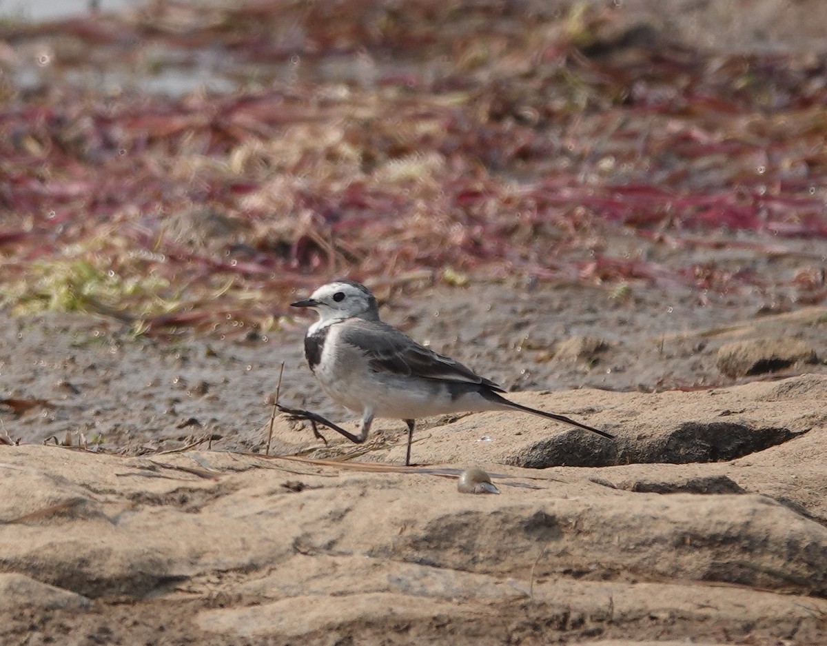 White Wagtail (White-faced) - ML537917221