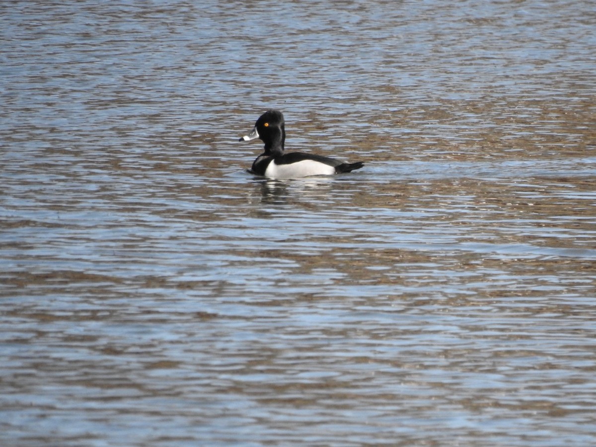 Ring-necked Duck - ML537918041