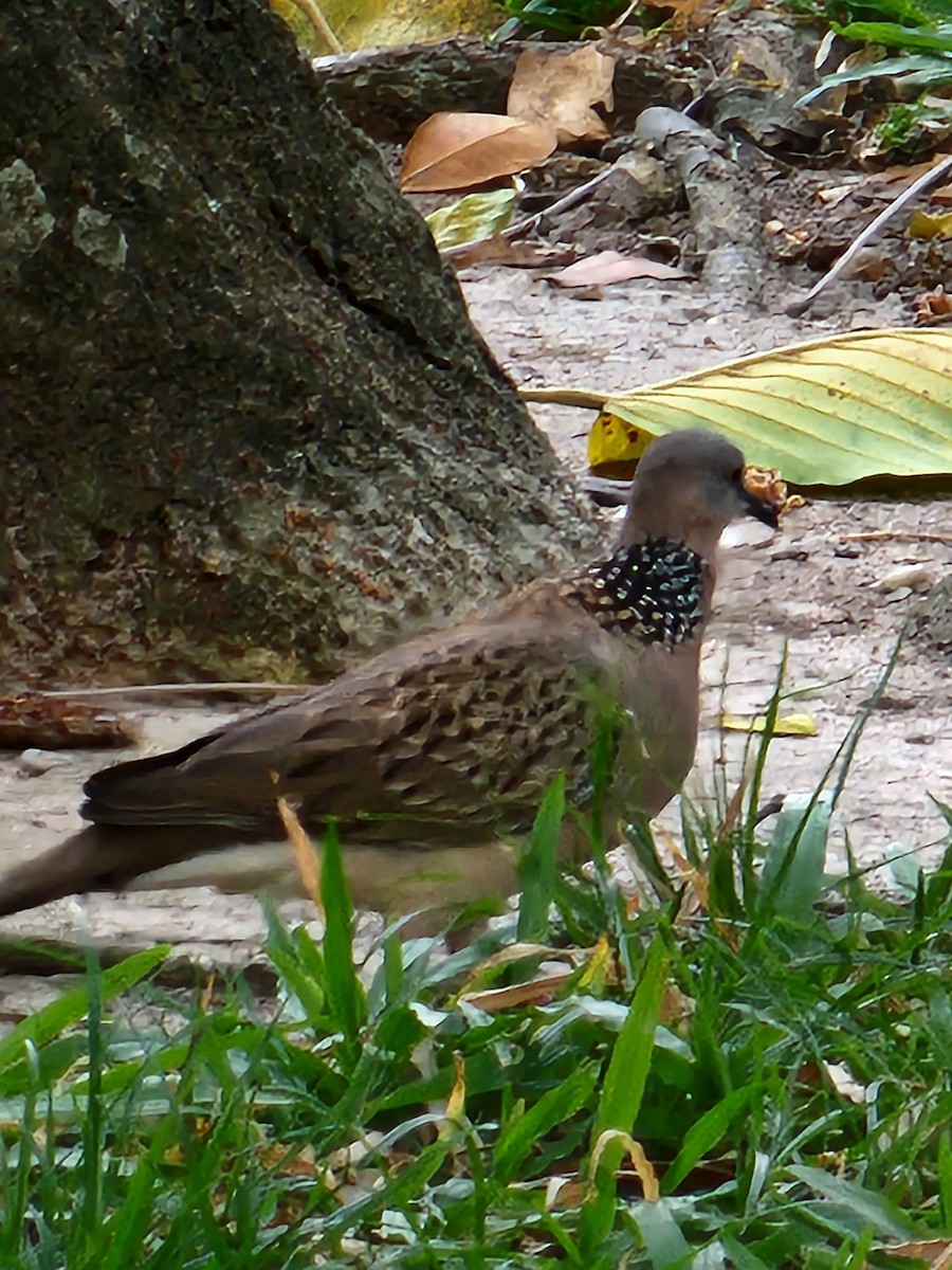 Spotted Dove - ML537918231