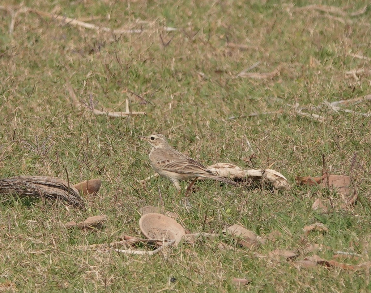 pipit sp. - ML537918771