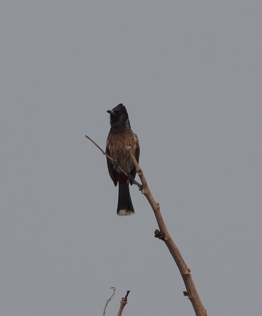 Red-vented Bulbul - ML537919421