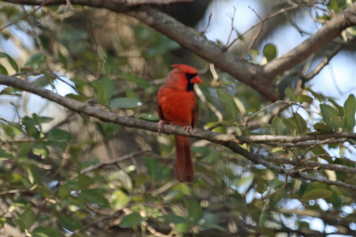Northern Cardinal/Pyrrhuloxia - Larry Van Buren