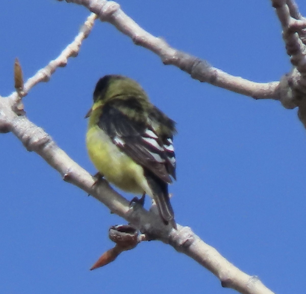 Lesser Goldfinch - Charlotte (Charlie) Sartor