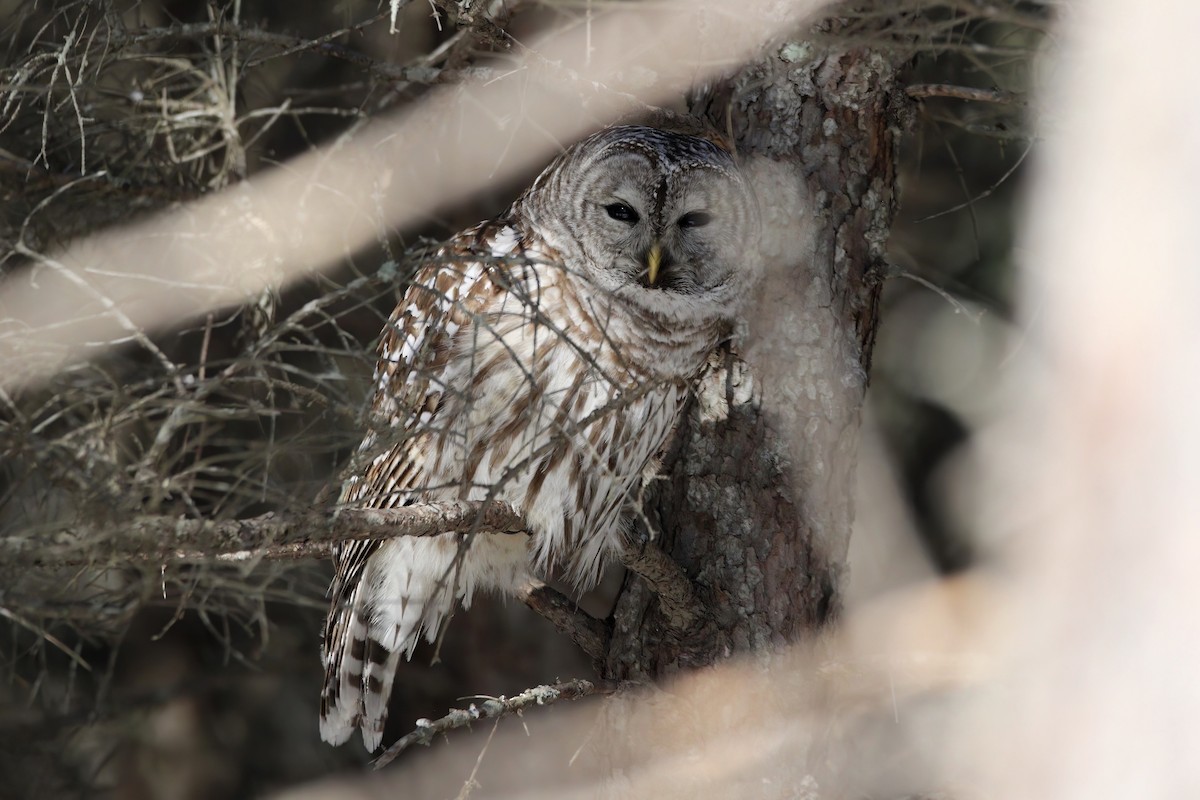 Barred Owl - ML537921181