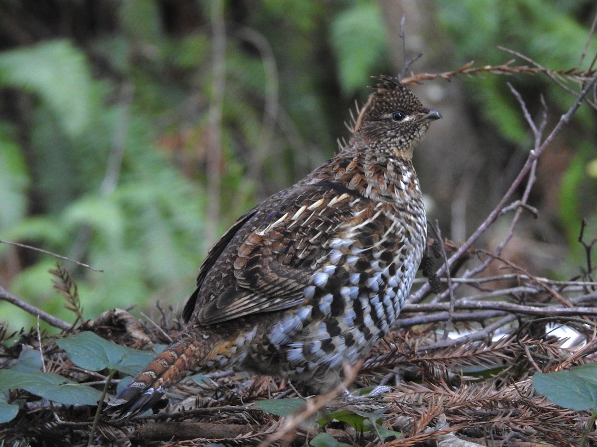 Ruffed Grouse - Frank Fabbro