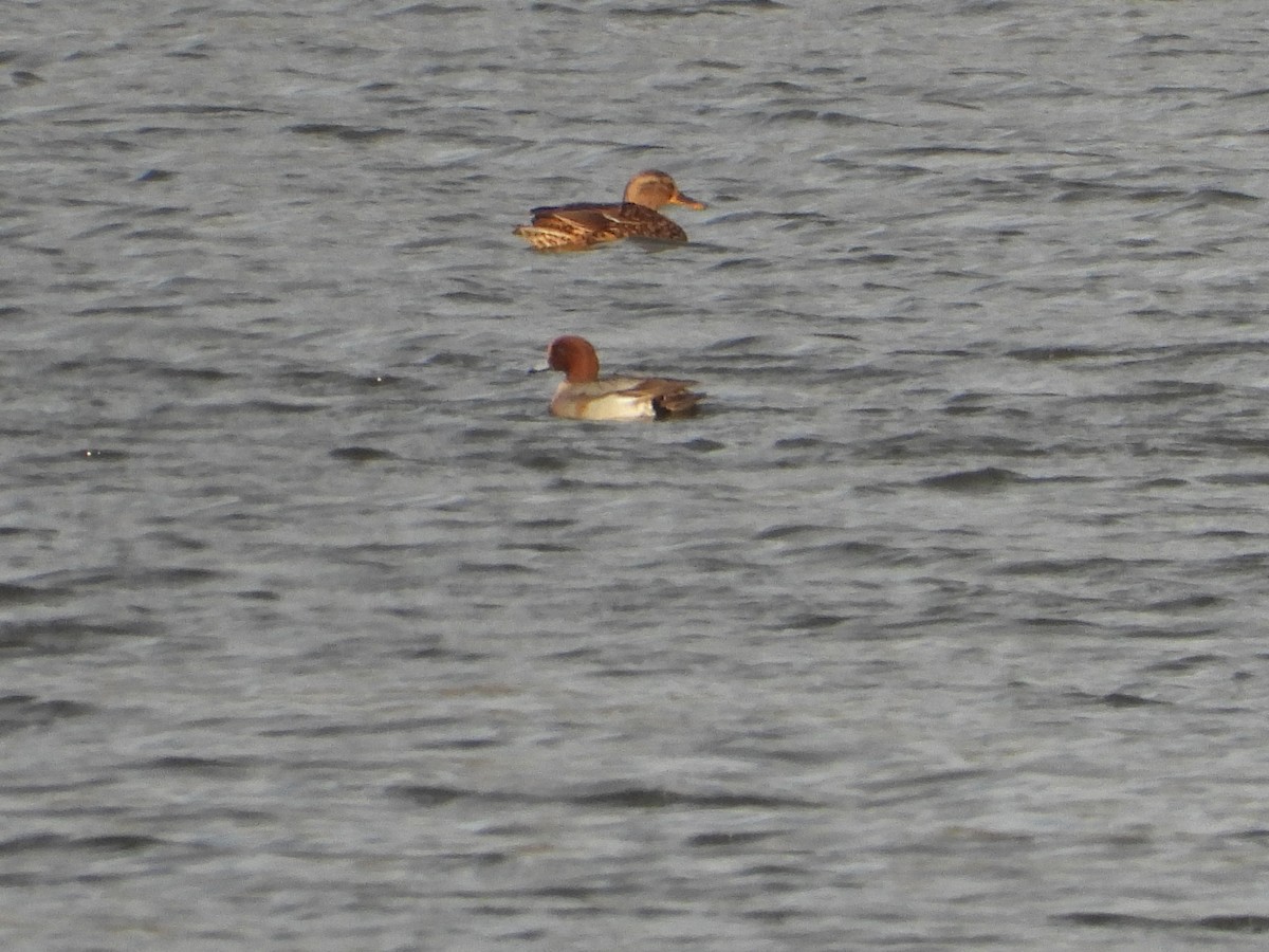 Eurasian Wigeon - ML537921441