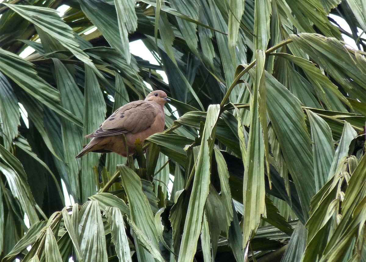 Eared Dove - ML537922131