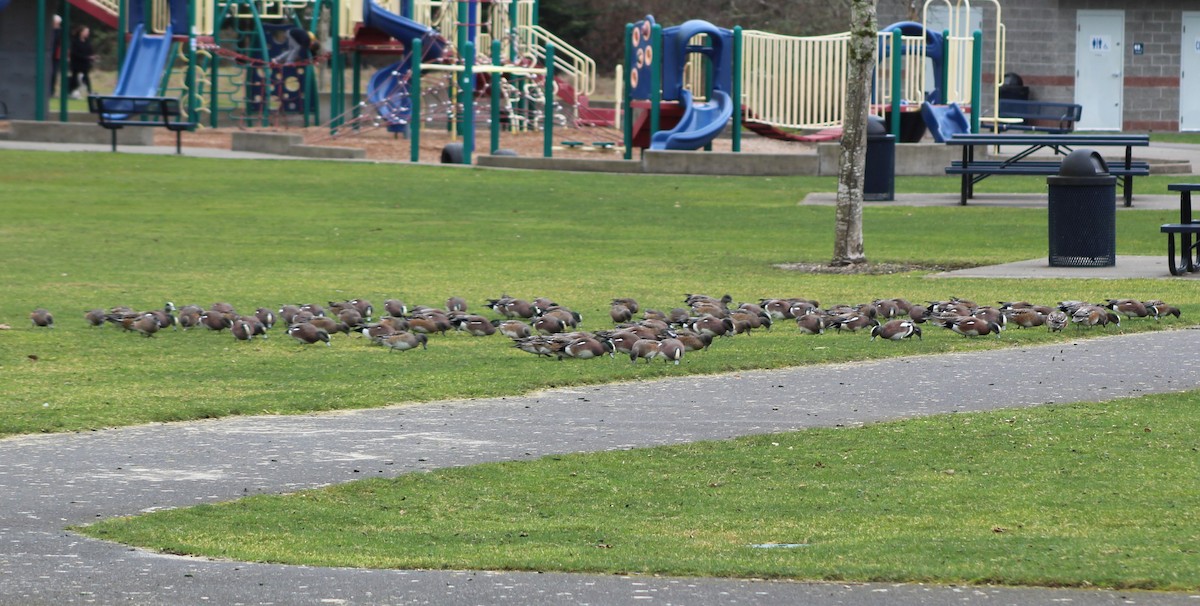 American Wigeon - ML537922971