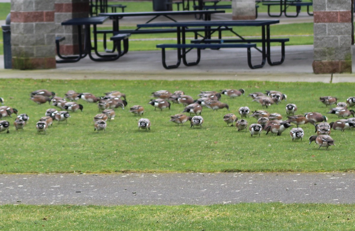 American Wigeon - ML537922981