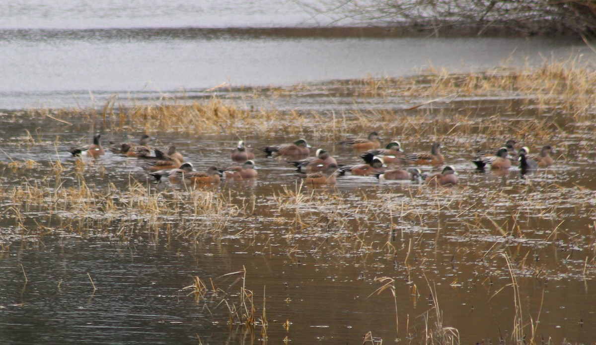 American Wigeon - ML537922991