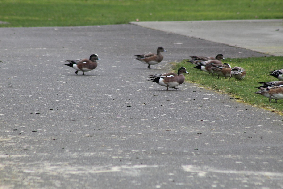American Wigeon - ML537923011
