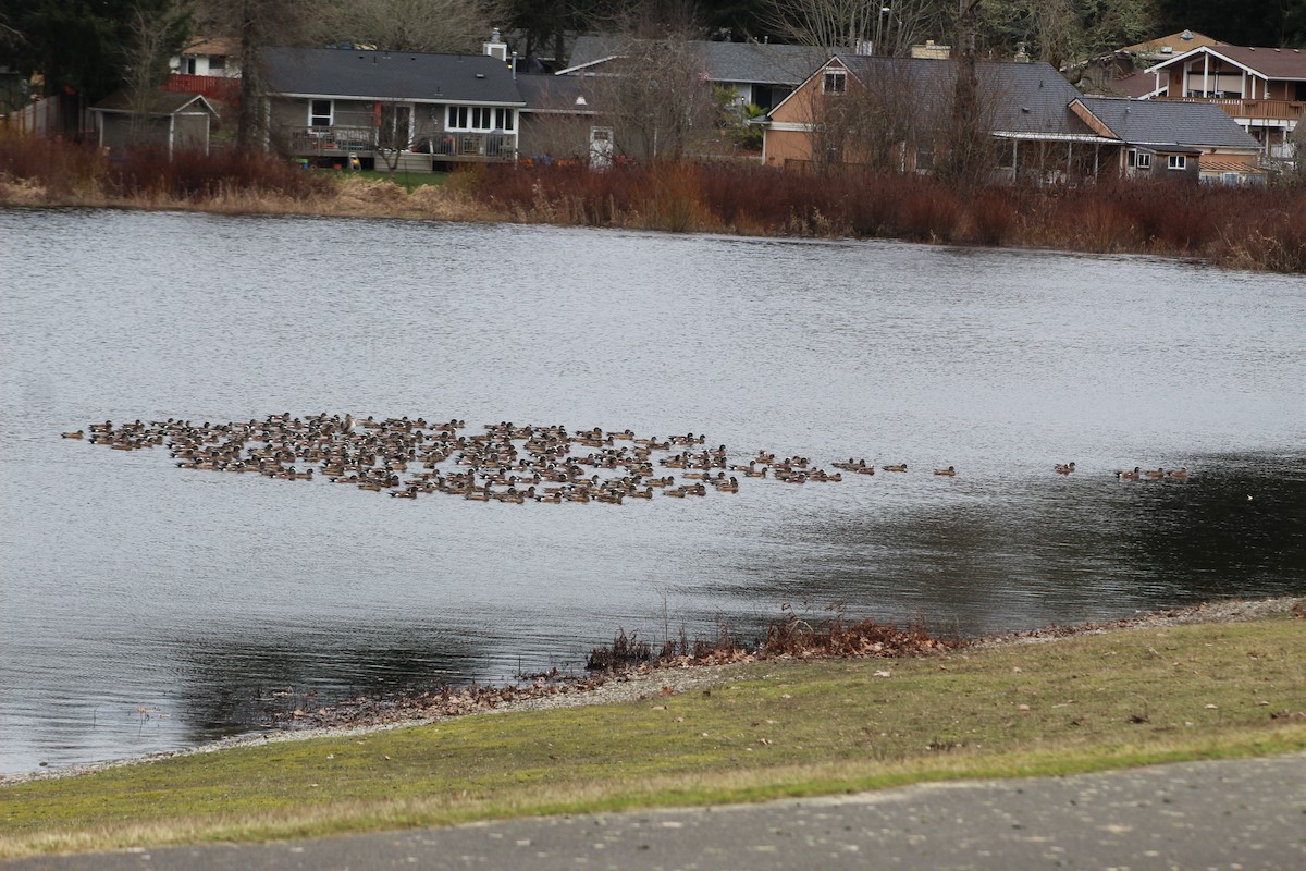 American Wigeon - ML537923021