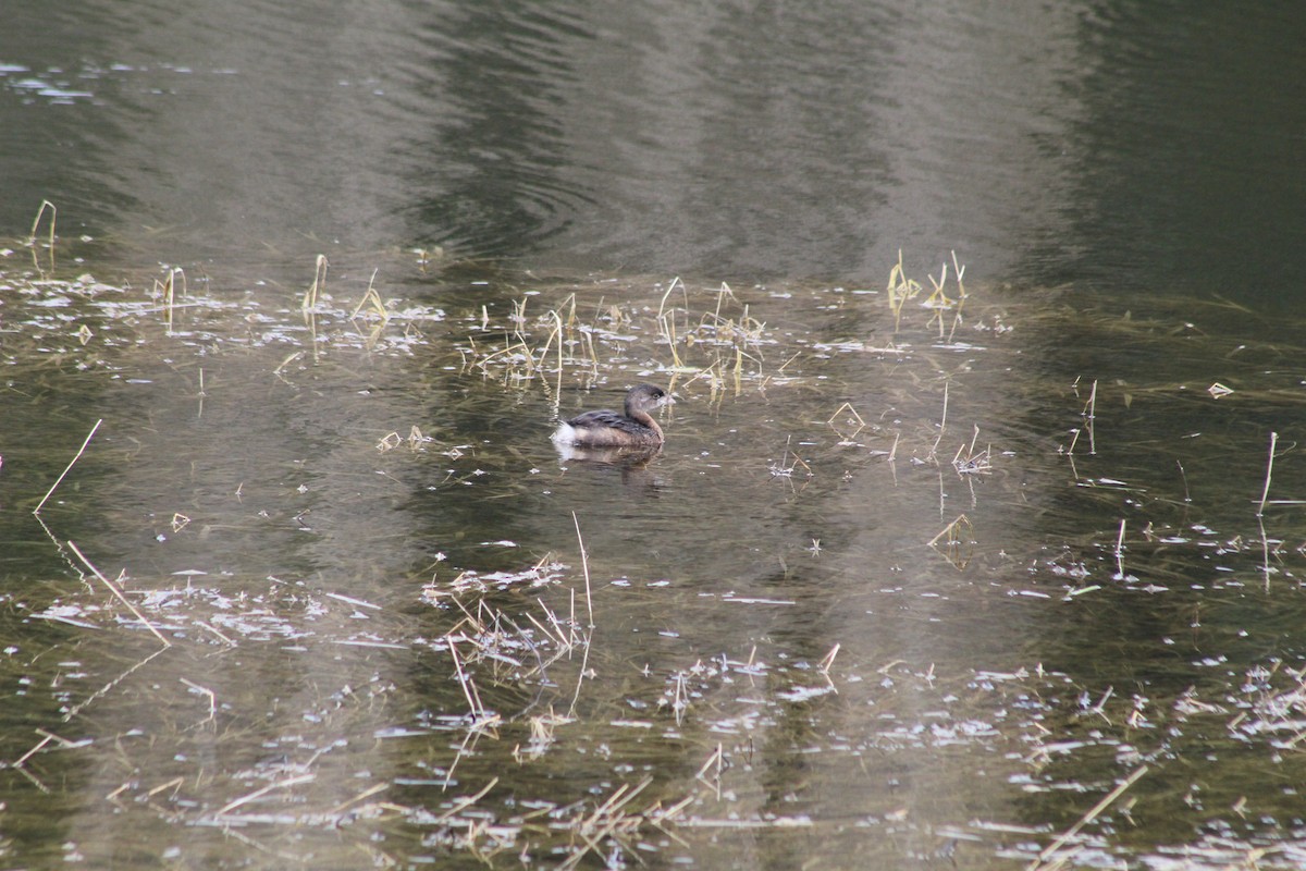 Pied-billed Grebe - ML537923041