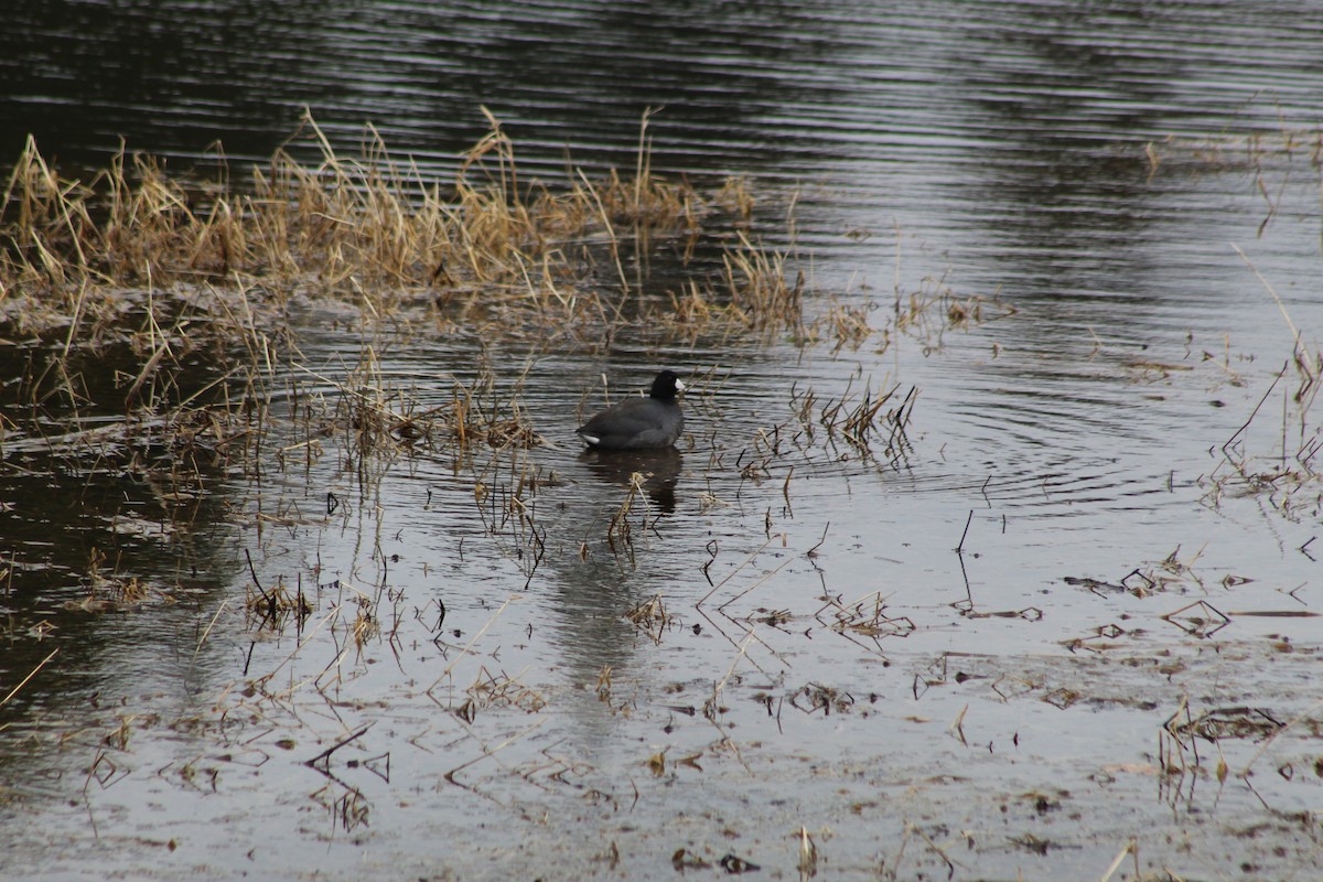 American Coot - ML537923051