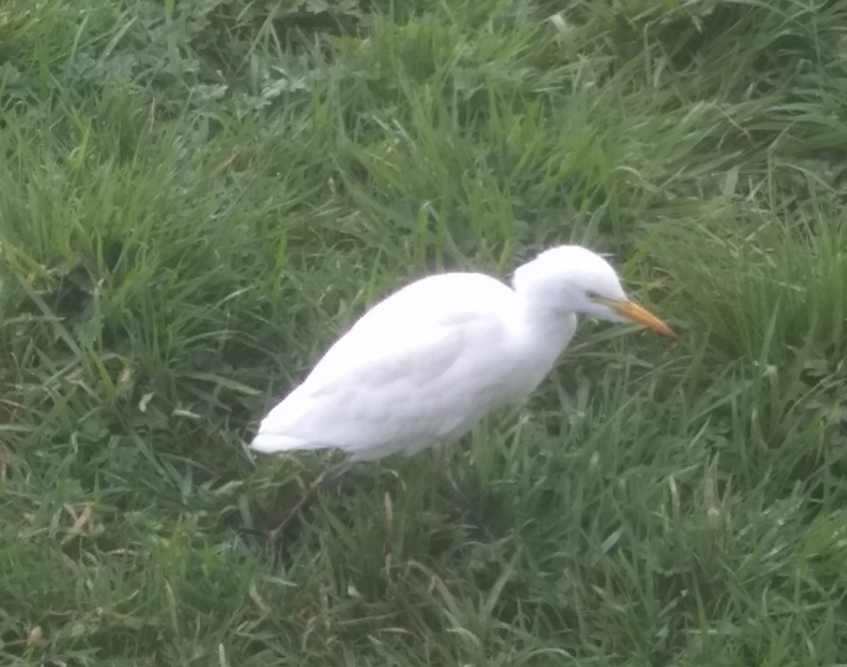 Western Cattle Egret - ML537923181