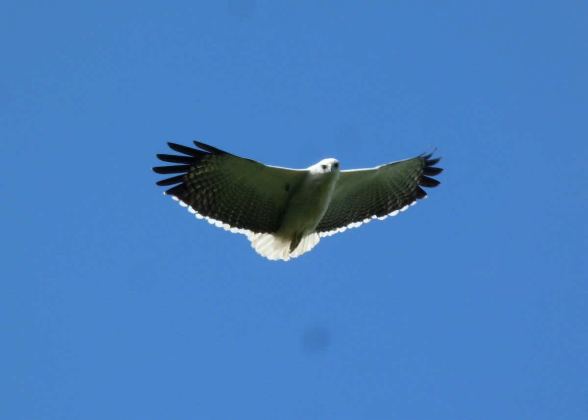 Mantled Hawk - ML537923471