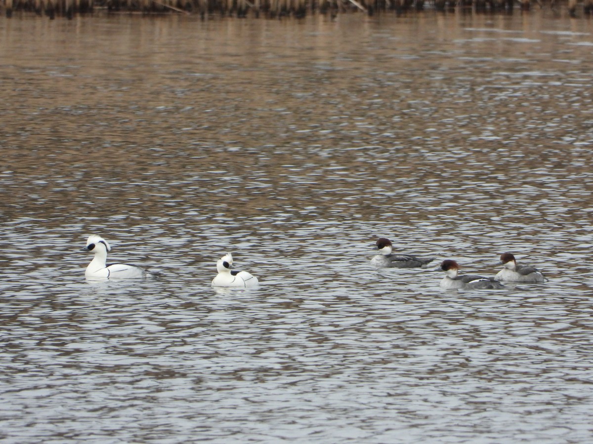 Цахиур бохио - ML537925511