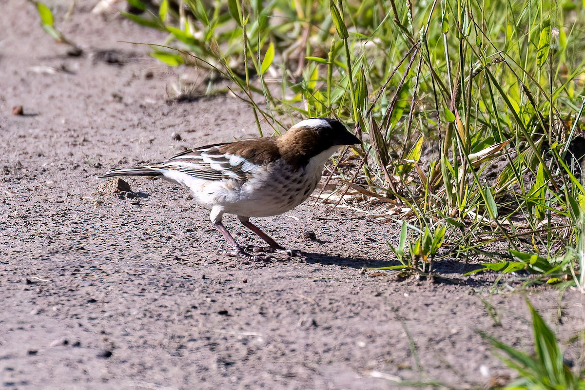 White-browed Sparrow-Weaver (Spot-chested) - ML537926111